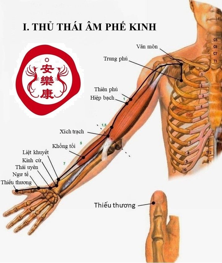 THỦ THÁI ÂM PHẾ KINH